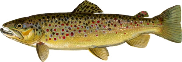 A Brown Trout.