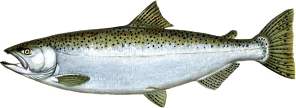A King Salmon.
