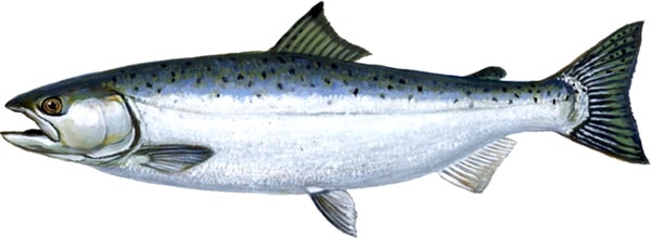 A Coho Salmon.