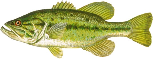 A Largemouth Bass.