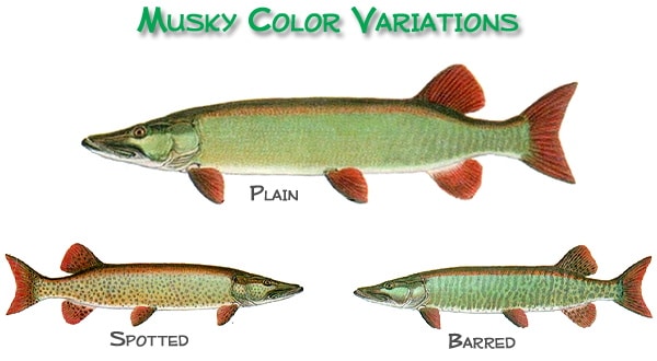 Color variations of musky.