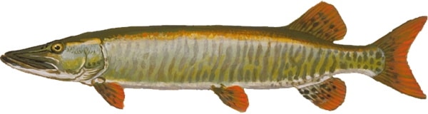 A Muskellunge, also known as musky.