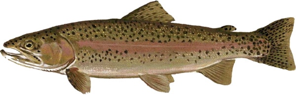 A Rainbow Trout.
