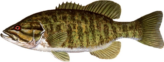 A Smallmouth Bass.