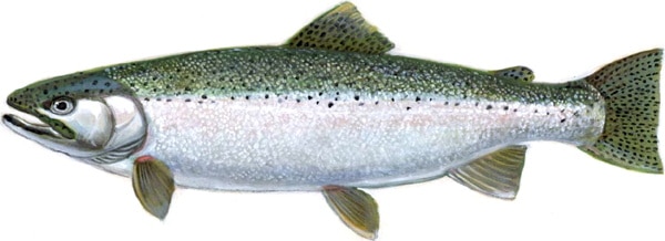 A Steelhead Trout, which is a Rainbow Trout with steelhead coloring.