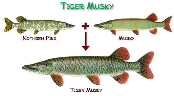 Hybrid tiger musky diagram.